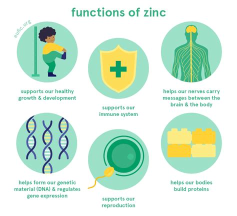 what does zinc do for the body.